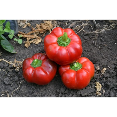 Семена перца сладкого Ред Булл F1 (среднеранний) томатного типа (500 сем.) Lark Seeds